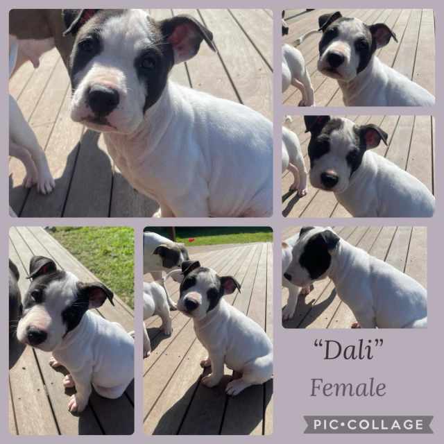 American Staffy X Dogs & Puppies Gumtree Australia Cessnock Area Greta 1325752800
