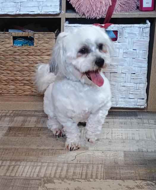 Maltese Shihtzu Dogs & Puppies Gumtree Australia Gympie Area