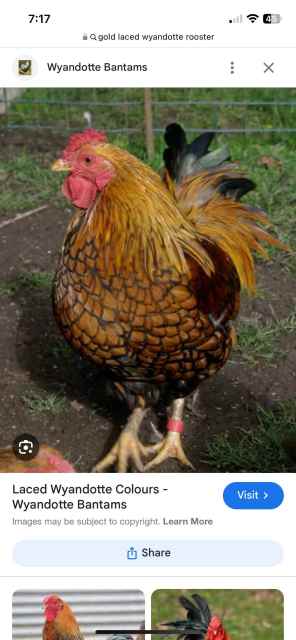 Silver loaded wyandotte HEN gold laced Wyandotte rooster | Livestock ...