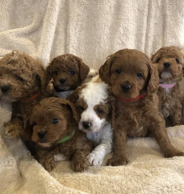 Cavoodle pups, ready now DNA cleared x 3 boys Dogs & Puppies
