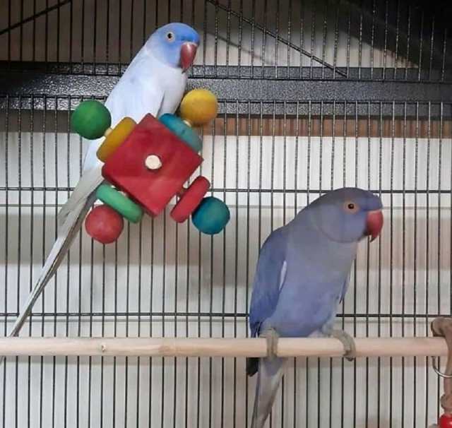 breeding pair of Indian Ringnecks and cage Birds Gumtree Australia
