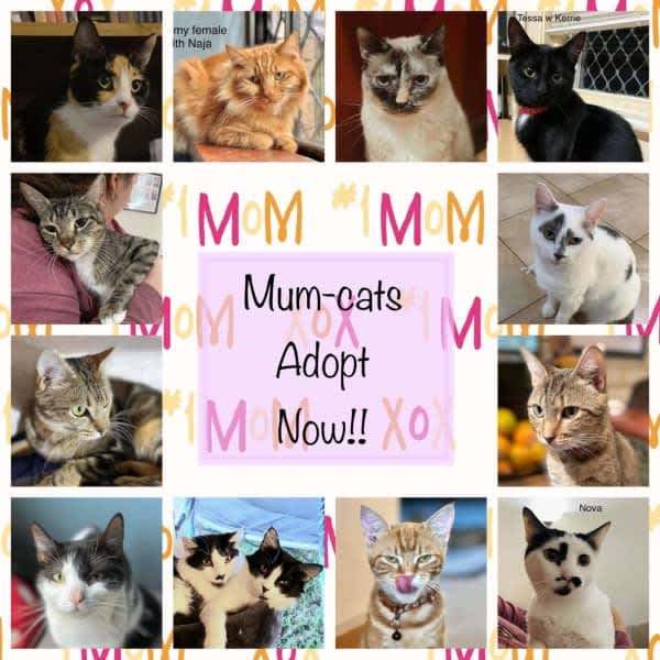 Adopt a Mumma Cat Perth Animal Rescue incl Vet work cat/kitten Cats