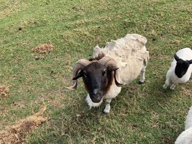 Black head dorper sheep | Livestock | Gumtree Australia Eurobodalla ...