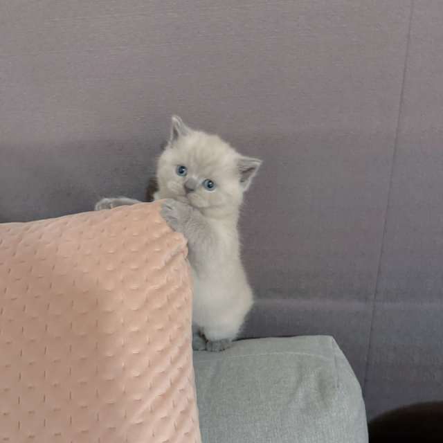 Pure breed British Shorthair Cats & Kittens Gumtree Australia