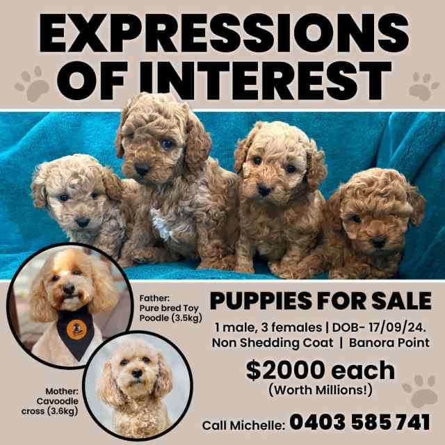 Puppies for sale Dogs & Puppies Gumtree Australia Tweed Heads Area