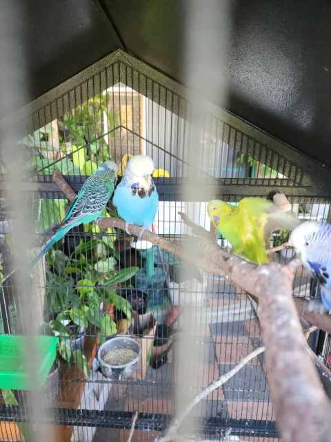 6 budgies, large cage and accessories | Birds | Gumtree Australia ...