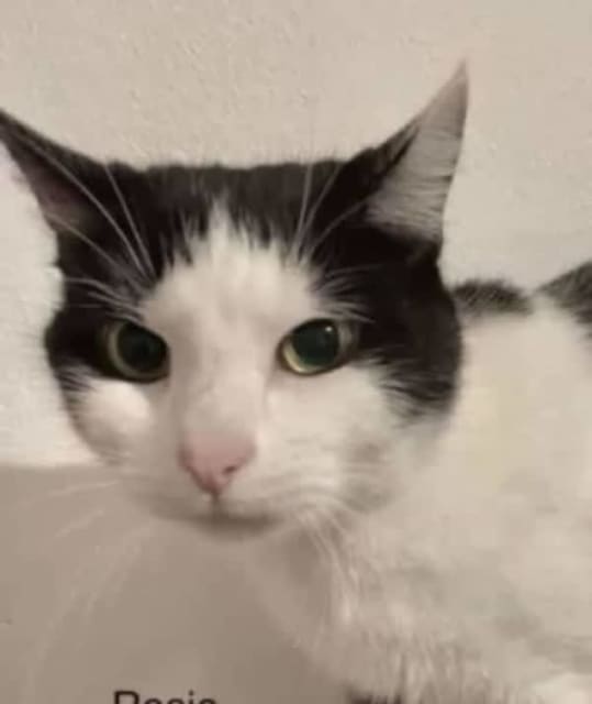 Rosie Perth Animal Rescue inc vet work cat/kitten Cats & Kittens