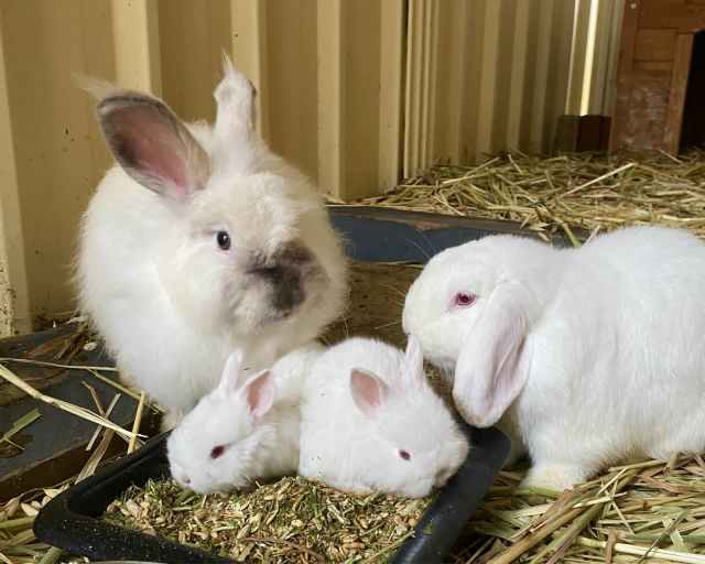 Himalayan Angora x Mini Lop Babies Rabbits Gumtree Australia Murray