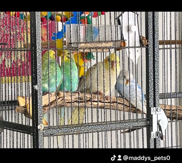 3 Budgies and big cage with food Birds Gumtree Australia Wyndham