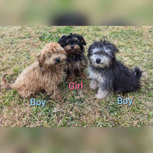 Toy Moodles, Maltese x ShihTzu cross Toy Poodle Dogs & Puppies