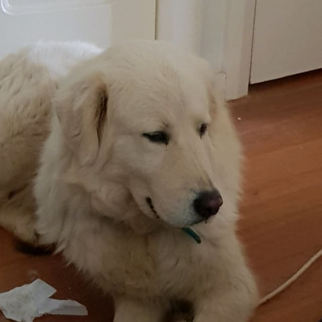 Maremma Livestock Guardian / Pet Dogs & Puppies Gumtree Australia