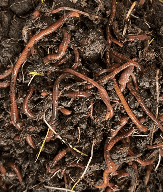 Live Composting Worms, Turning Organic materials into Fertiliser