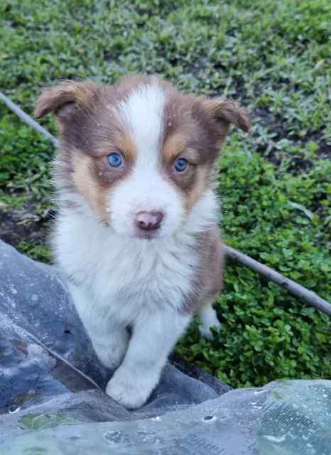 Ready 25/7 Purebred Border Collie pups DNA clear | Dogs & Puppies ...