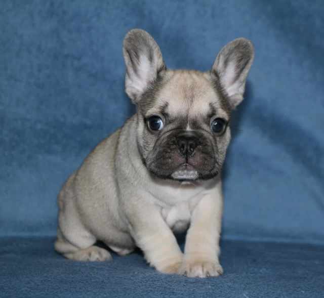 Quality french bulldog puppies Dogs & Puppies Gumtree Australia Mt