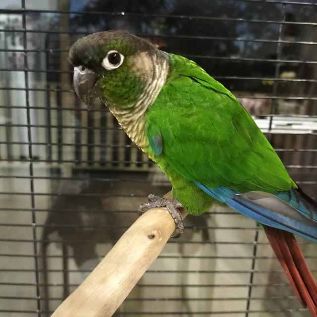 conure parrot for sale. read description Birds Gumtree Australia Cessnock Area Greta