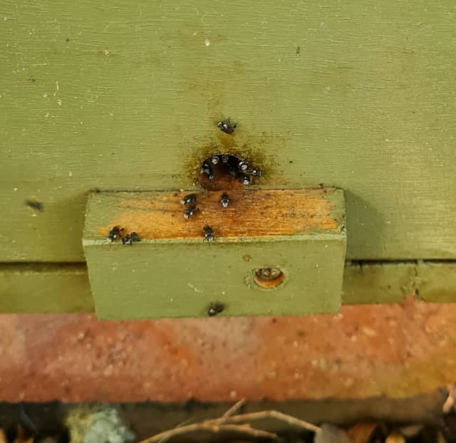 Australian native bee hive with bees. Other Garden Gumtree
