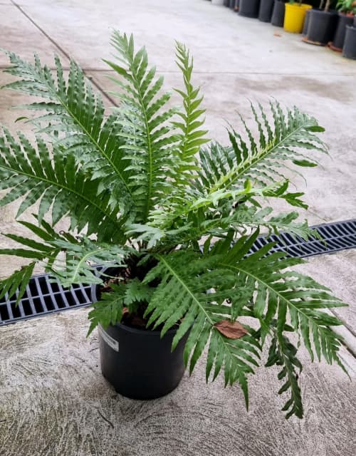 Big and bushy lady silver fern tree in 20cm pot Plants Gumtree