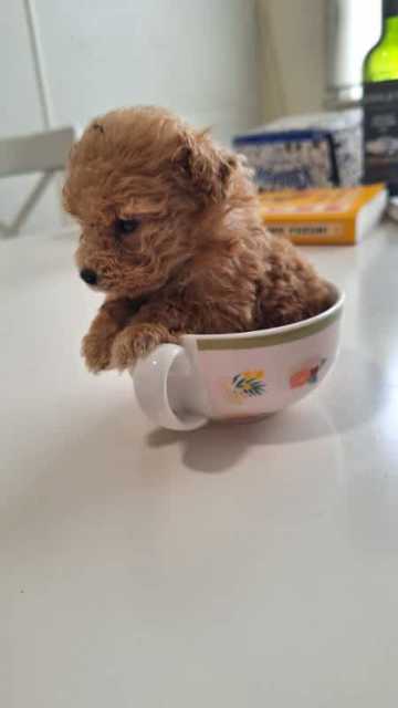 Súper cute toy poodle puppies ready to go | Dogs & Puppies | Gumtree ...
