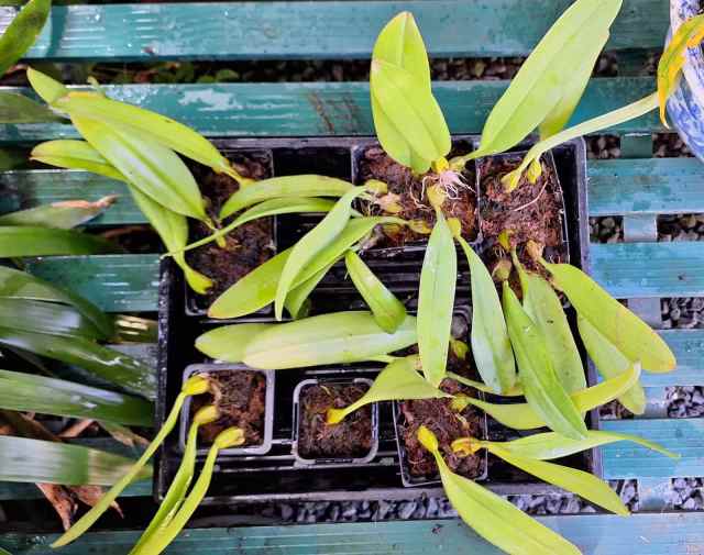 6 Bulbophyllum corolliferum orchid divisions for sale - Plants in ...