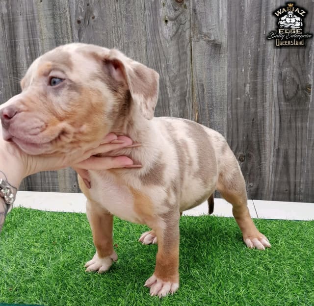 bully breed puppies for sale near me