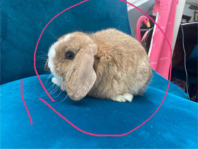 Gorgeous bunnies. Baby mini lop bunny rabbits -blue eye vienna gene ...