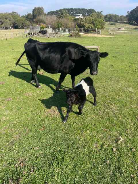 Angus Friesian Cows with calf | Livestock | Gumtree Australia Outer ...