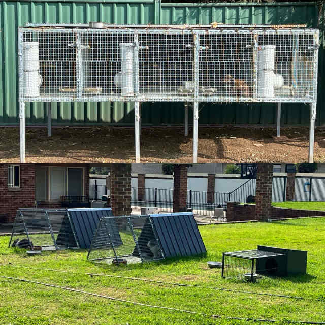 Rabbit Hutches & Rabbit Breeding cage Rabbits Gumtree Australia