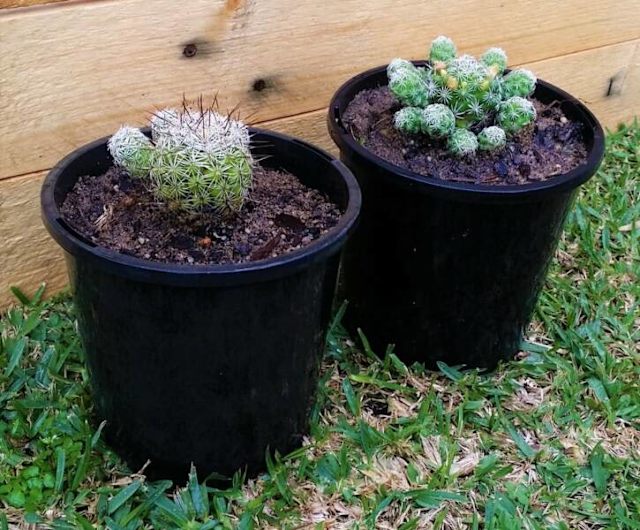 Thimble Cactus Plants Gumtree Australia Perth City Area Perth