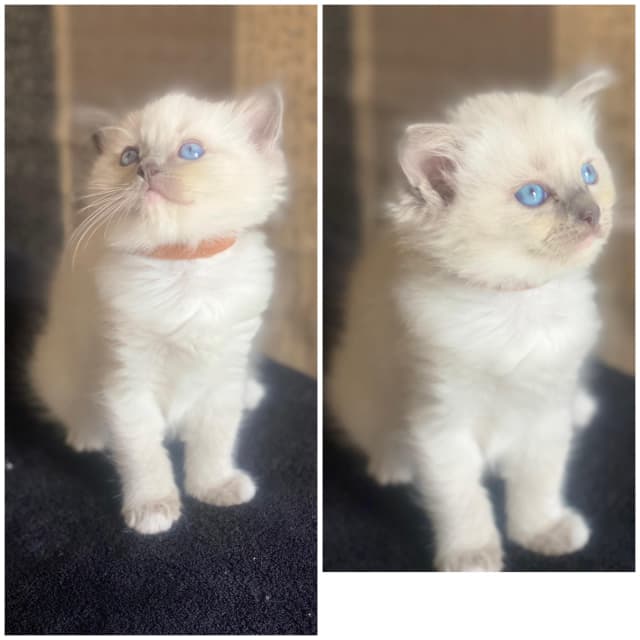 Ragdoll kittens purebred Cats & Kittens Gumtree Australia