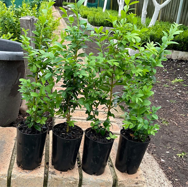 ENGLISH BOX HEDGE 75mm TUBES x 24 PLANTS Plants Gumtree Australia