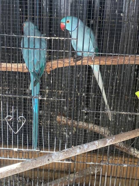 indian ringneck eggs for sale