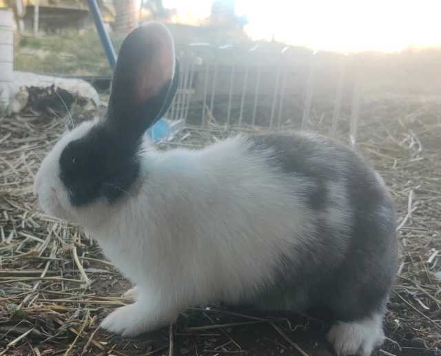 New Zealandcalifornian Flemish Kits Baby Rabbits Ready To Go