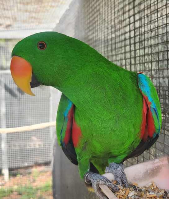 Aviary birds for sale | Birds | Gumtree Australia Caboolture Area ...