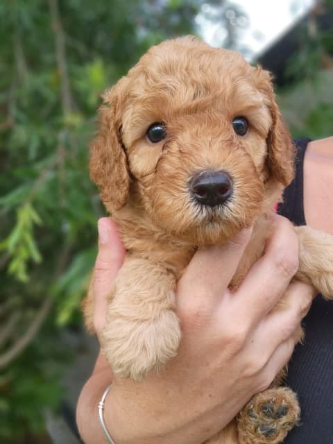 do f2 labradoodles shed