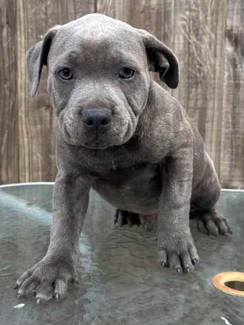 Blue Staffy Puppies | Dogs & Puppies | Gumtree Australia Wyndham Area ...