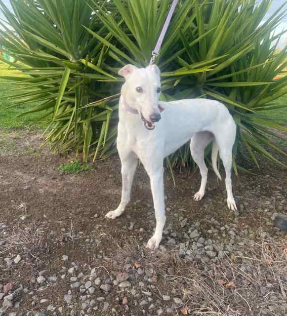 Dax and Mossy the Greyhounds Dogs & Puppies Gumtree Australia