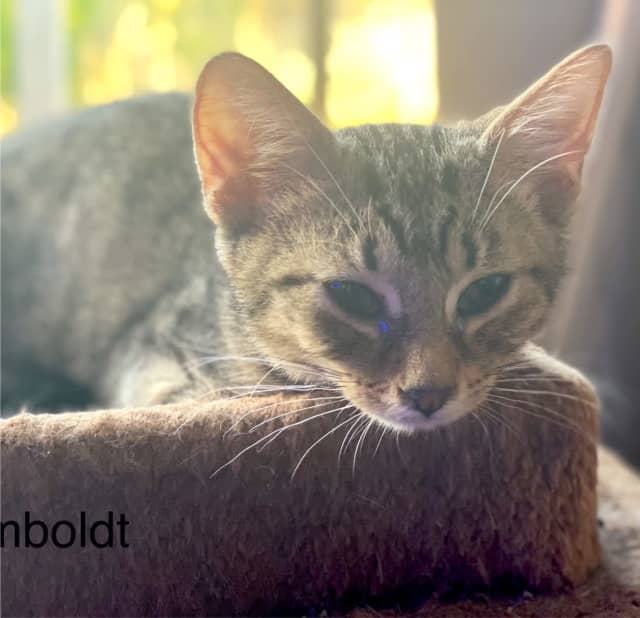 Humboldt - Perth Animal Rescue inc vet work cat/kitten