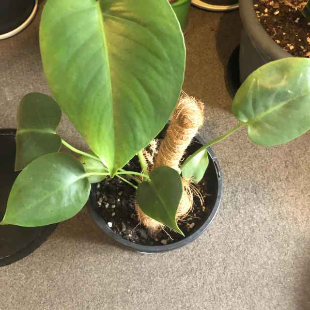 Indoor plants two in one pot Plants in Glenorchy TAS Gumtree Australia