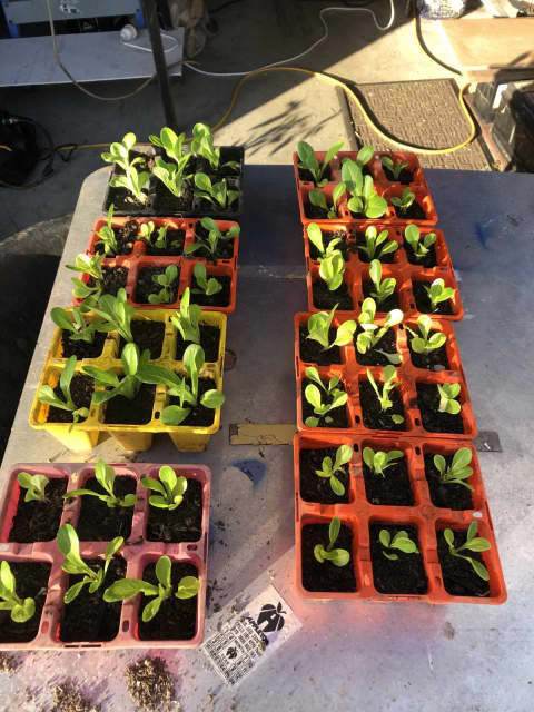 1 week lettuce seedlings