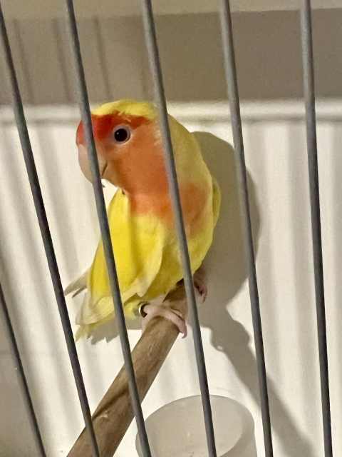 Show Male Aviary Lutino Lovebird🦜 🦜 | Birds | Gumtree Australia Inner ...