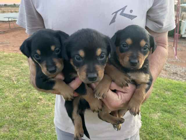 Black and Tan Kelpie Puppies | Dogs & Puppies | Gumtree Australia Mount ...