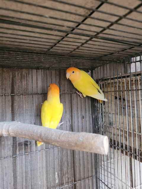 Orangeface Opaline Lovebirds Breeding Pairs. 