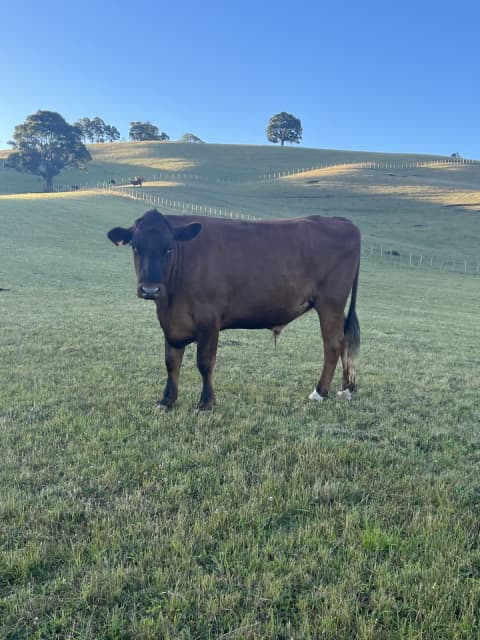 Steers For Sale | Livestock | Gumtree Australia Kentish Area ...