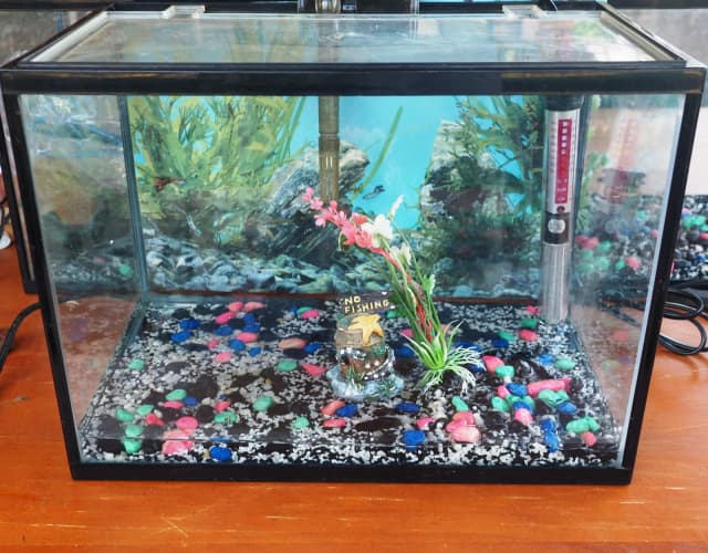 For sale fish tank setup with 1 betta fighting fish Fish Gumtree