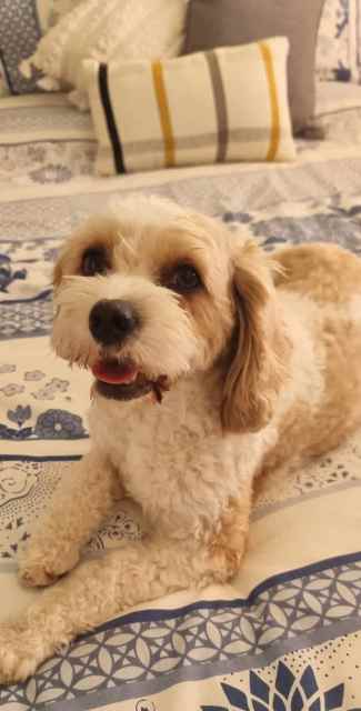 ADOPTION : Cavoodle DESEXED Female 4yrs Old | Dogs & Puppies | Gumtree ...