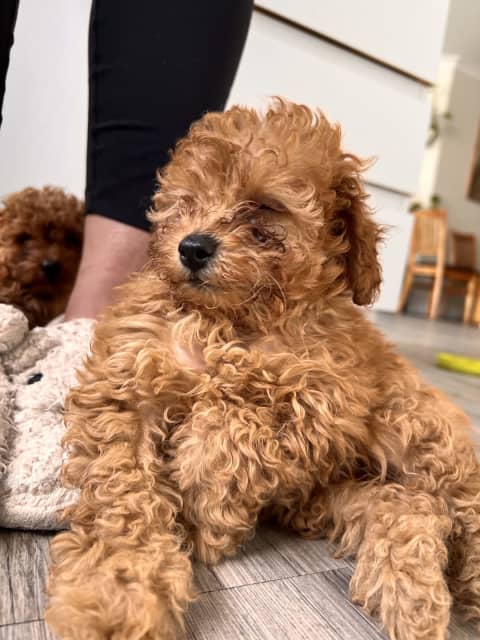 gumtree toy poodle puppies