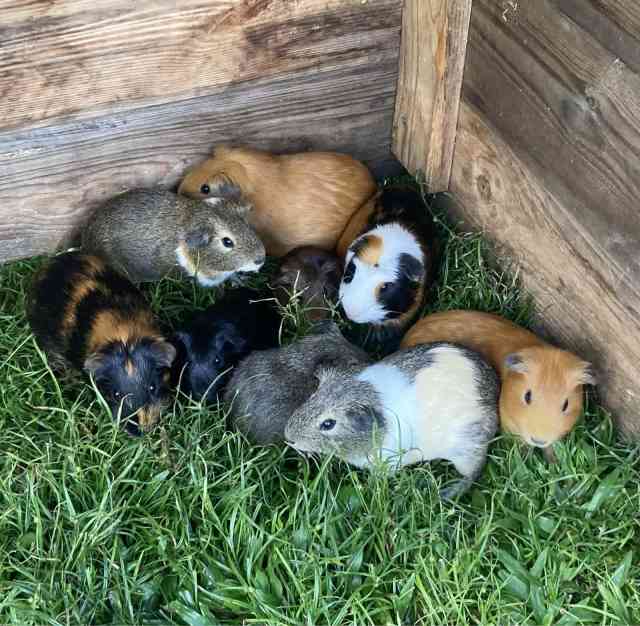 Female Guinea pigs Other Pets Gumtree Australia Cairns City