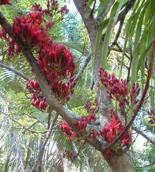 DRUNKEN PARROT TREE SEEDS FOR SALE Other Home & Garden Gumtree