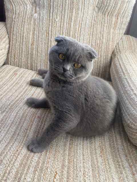 Scottish Fold Kitten/ British Short hair(Blue) with many Accessories ...