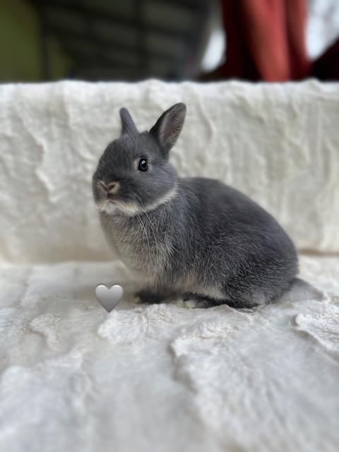🌟High Quality, Purebred Netherland Dwarf Baby Available ⭐️ | Rabbits ...